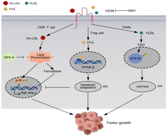 CD36 plays a role in tumor immunity.jpg
